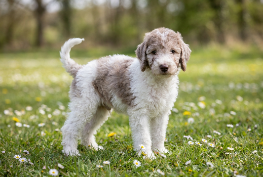Eight-week-old Bedlington Terrier puppy with soft fluffy crisp curly puppy coat