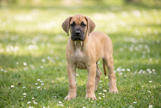 Eight-week-old Great Dane puppy with smooth fawn puppy coat with oversized paws