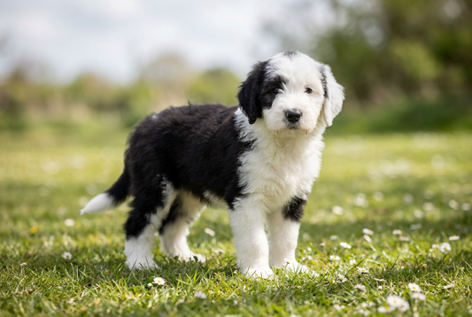 Eight-week-old Sheepadoodle puppy with soft fluffy black-and-white panda puppy coat