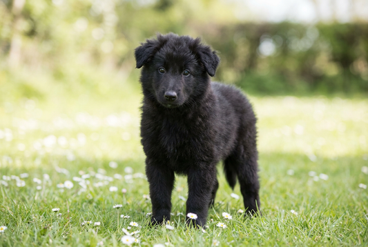 Eight-week-old Belgian Sheepdog puppy with fluffy black puppy coat