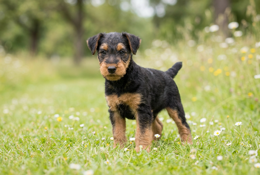 Eight-week-old Welsh Terrier puppy with soft black-and-tan puppy coat