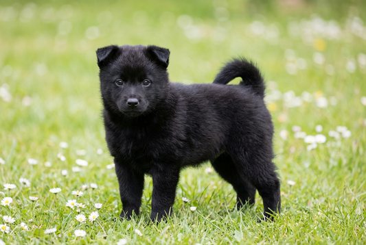 Eight-week-old Schipperke puppy with fluffy black puppy coat
