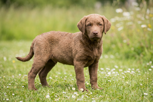 Eight-week-old Chesapeake Bay Retriever puppy with soft brown puppy coat