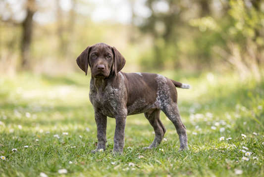 Eight-week-old German Shorthaired Pointer puppy with smooth liver-roan puppy coat