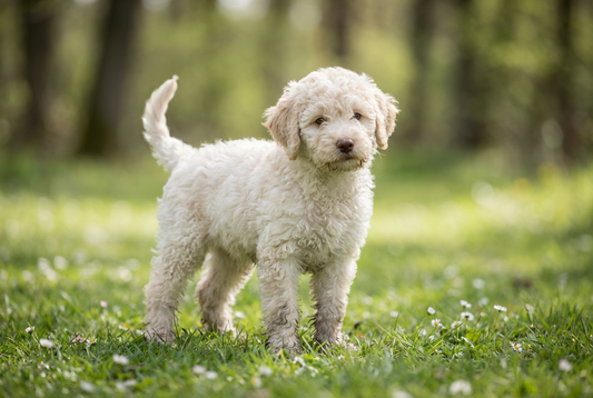 Eight-week-old Lagotto Romagnolo puppy with soft curly off-white puppy coat