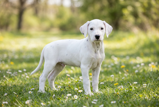 Eight-week-old Dalmatian puppy with smooth white puppy coat (spots developing)