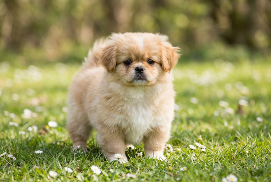 Eight-week-old Pekingese puppy with fluffy gold-and-white puppy coat