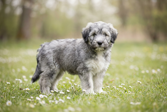 Eight-week-old Polish Lowland Sheepdog puppy with fluffy gray-and-white puppy coat