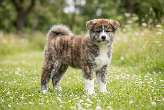 Eight-week-old Akita puppy with fluffy soft puppy double coat