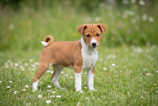 Eight-week-old Basenji puppy with smooth short red-and-white puppy coat