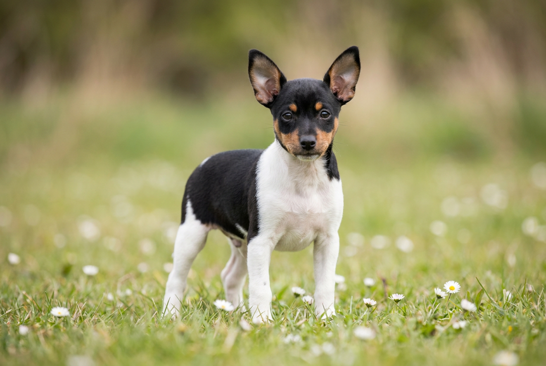 Eight-week-old Toy Fox Terrier puppy with smooth tricolor puppy coat