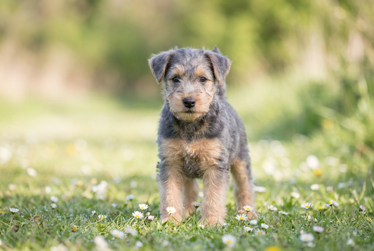 Eight-week-old Lakeland Terrier puppy with soft blue-and-tan puppy coat