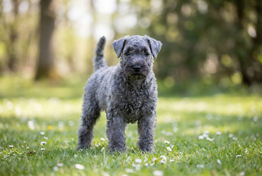 Eight-week-old Kerry Blue Terrier puppy with soft blue-gray puppy coat (born black, clears to blue over months)