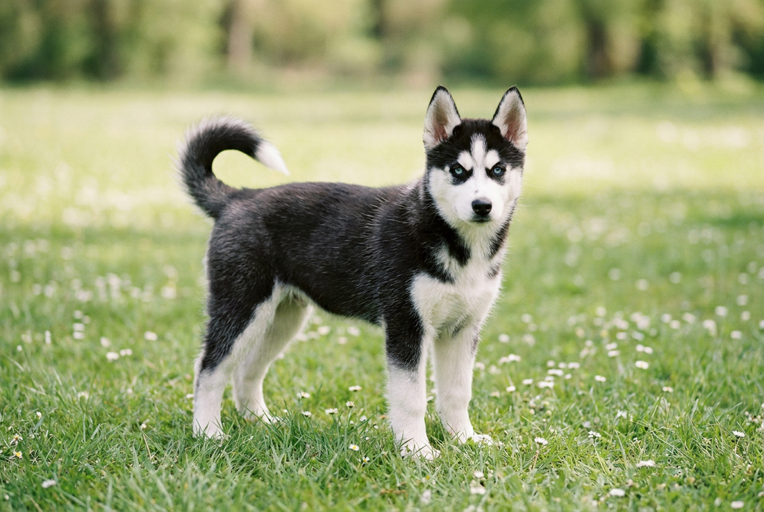Eight-week-old Siberian Husky puppy with fluffy black-and-white puppy double coat