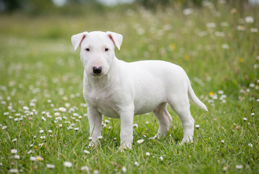Eight-week-old Miniature Bull Terrier puppy with smooth white puppy coat with the egg-shaped head