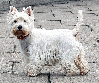 West Highland White Terrier grooming guide
