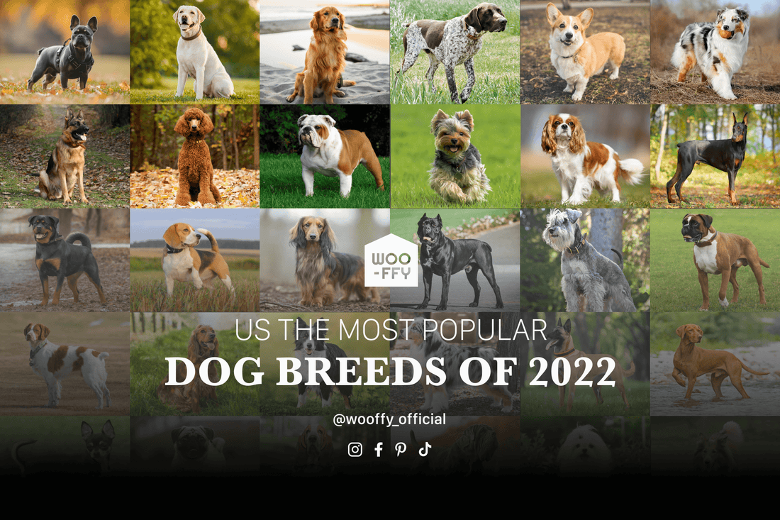 The Most Popular Dog Breeds in the U.S.