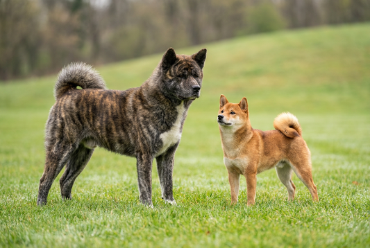 Akita and Shiba Inu side by side, showing the dramatic size difference between the two Japanese spitz breeds