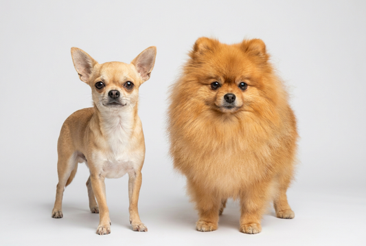 Chihuahua and Pomeranian side by side studio portrait, two popular toy breeds compared
