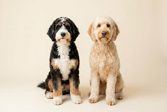 Bernedoodle and Goldendoodle side by side, doodle breed comparison