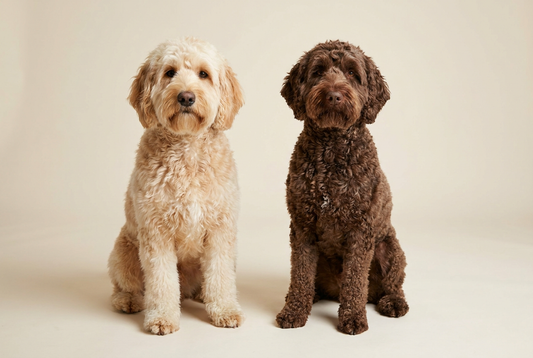 Goldendoodle and Labradoodle side by side, head-to-head breed comparison