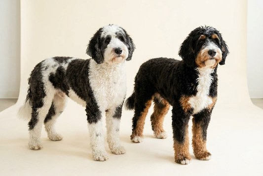 Sheepadoodle and Bernedoodle side by side, large doodle breed comparison