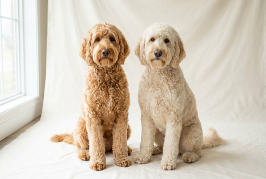 Two adult Goldendoodles in a studio portrait — the doodle boom and ethical breeding guide for 2026