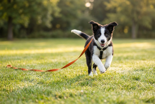Young dog running toward the camera on a long training line — practicing recall
