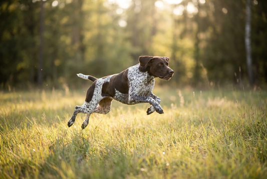 German Shorthaired Pointer — one of the best dogs for active people