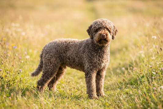 Lagotto Romagnolo — featured in our roundup of the best curly-haired dog breeds, including Poodles and Bichon Frises.