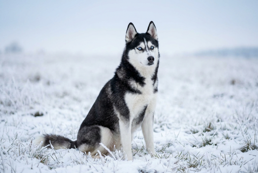 Hero photograph for the Dog Breeds with Blue Eyes guide on Wooffy — showing a representative breed from this curated roundup.