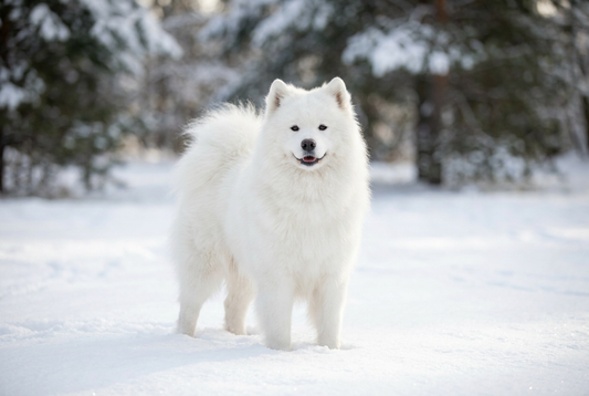 Fluffy Samoyed in snow — featured in our roundup of the fluffiest dog breeds, from Pomeranians to Newfoundlands.