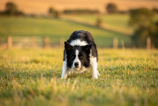 Hero photograph for the Most Intelligent Dog Breeds guide on Wooffy — showing a representative breed from this curated roundup.