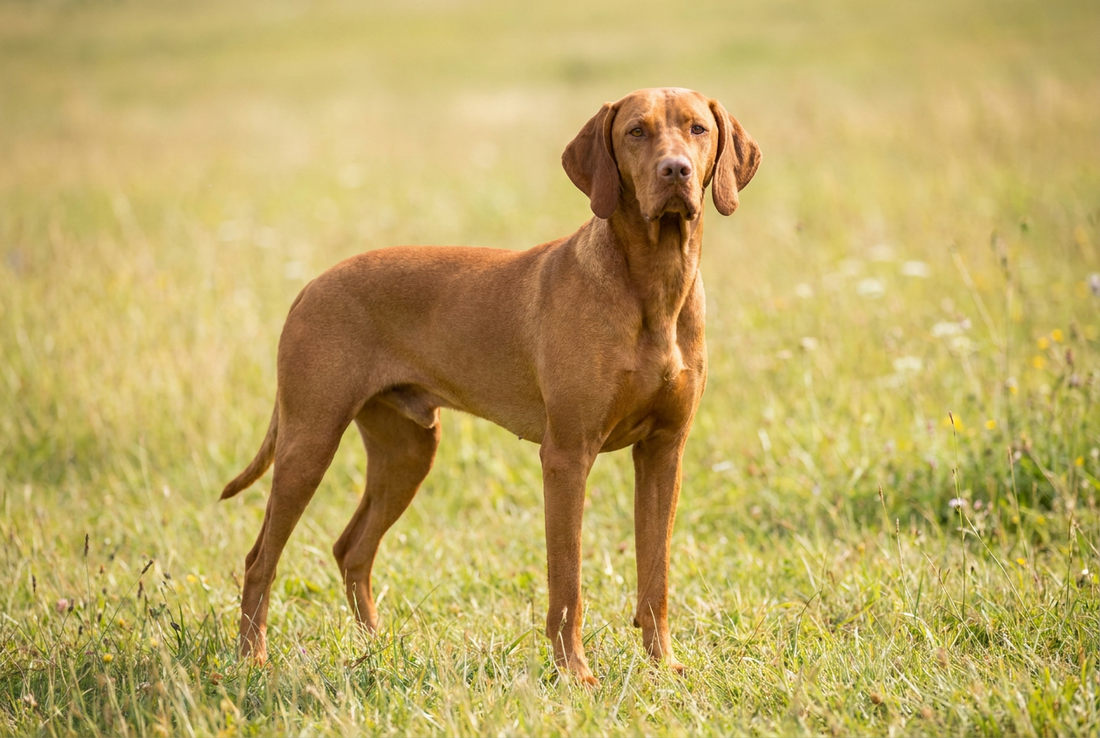 Vizsla with a short rust coat — featured in our roundup of the best short-haired dog breeds for low-shedding households.