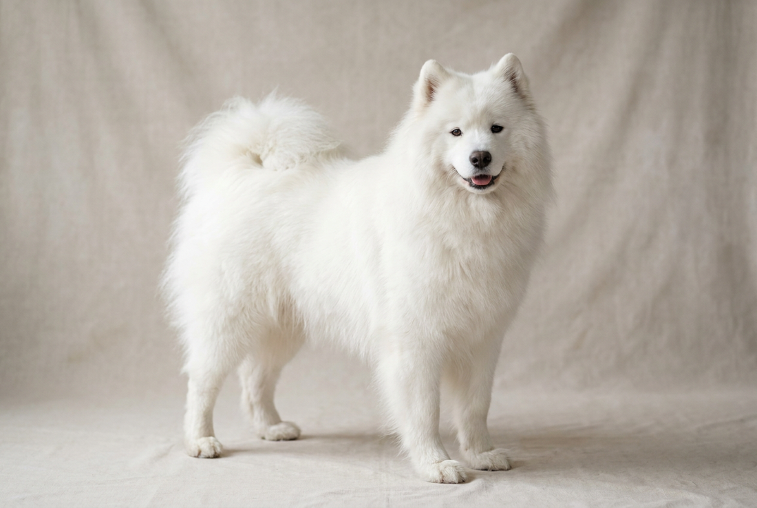 Pure white Samoyed — featured in our roundup of the most beautiful all-white dog breeds.