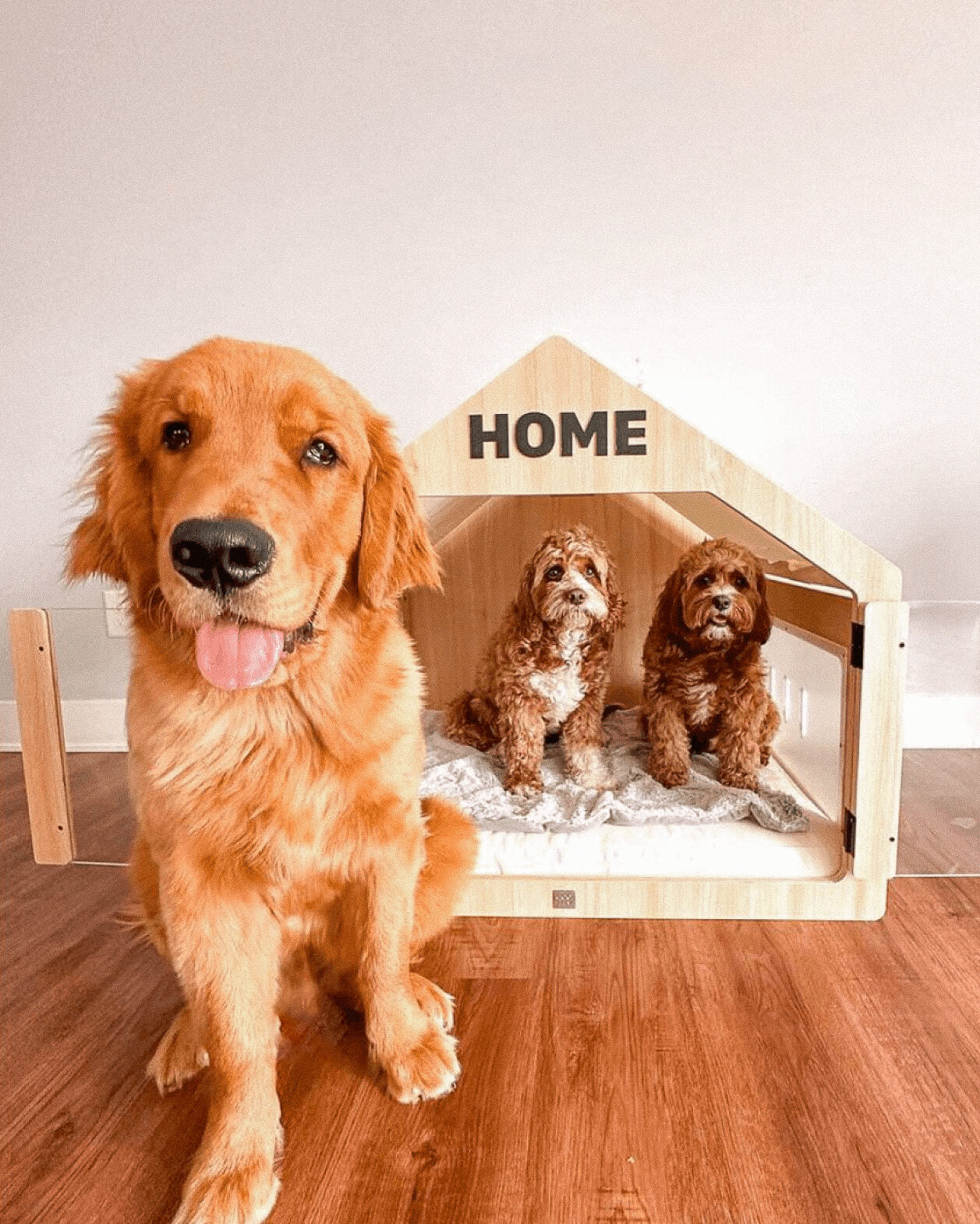 Two goldendoodles in the Wooffy modern indoor dog house and a Golden Retriever next to it