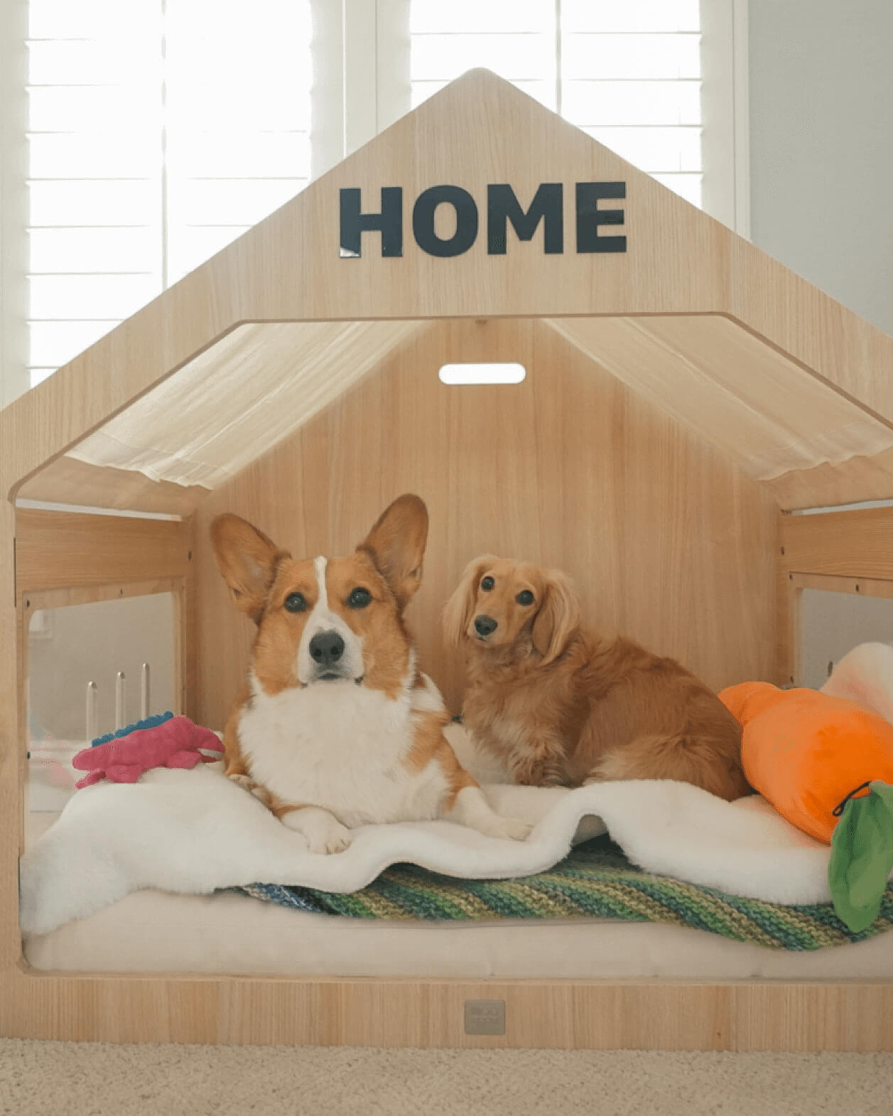 A Welsh Corgi and a Dachshund sit together in the Wooffy modern dog house